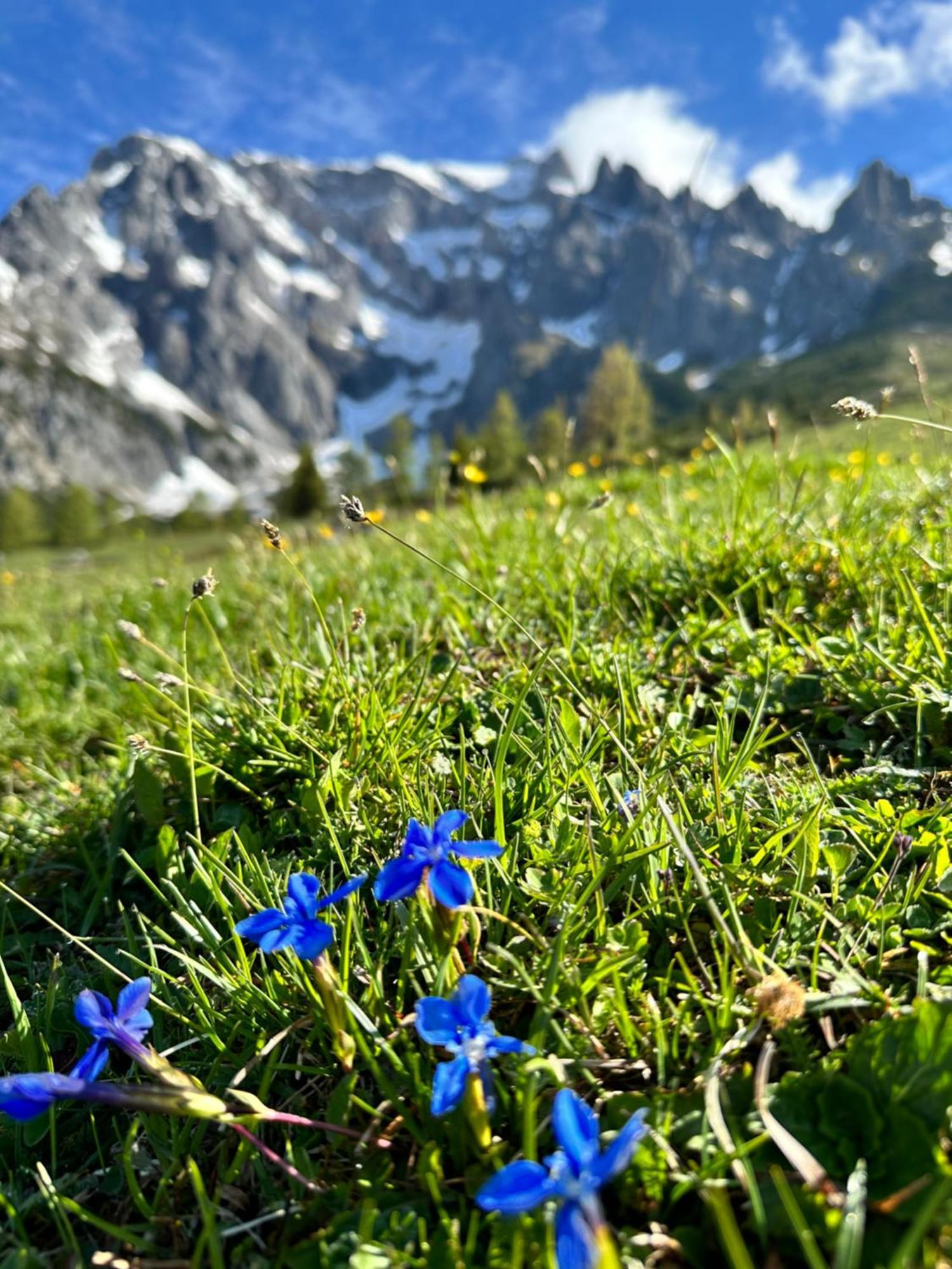 Apart Ursus Hinterthal Maria Alm am Steinernen Meer Zewnętrze zdjęcie